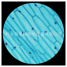 产地货源品质款生物切片标本中小学洋葱表皮玻璃显微镜标本切片