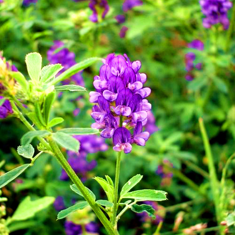 紫花苜蓿草种黑麦草种籽紫云英多年生四季耐寒南北方牧草种子