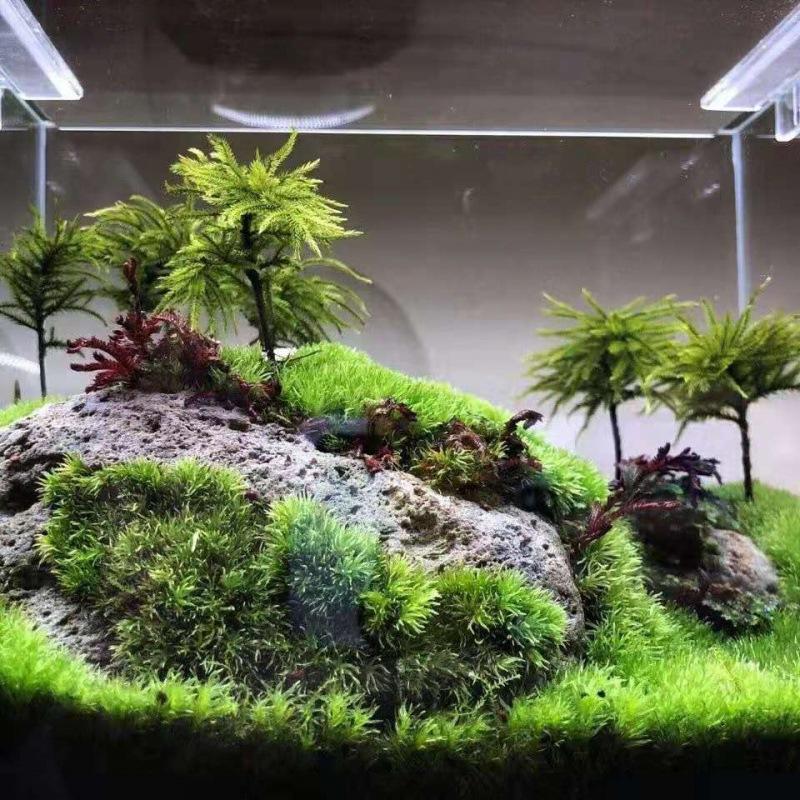 鱼缸造景摆件万年藓水草活体耐活苔藓水族箱生态瓶雨淋缸水草代发