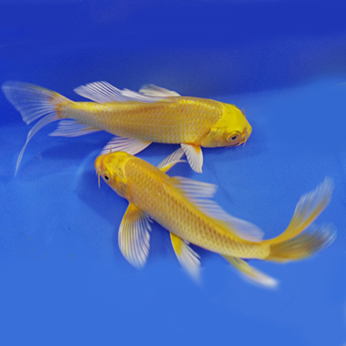 黄金锦鲤龙凤锦鲤观赏鱼招财鱼风水鱼冷水鱼(不分长短尾)