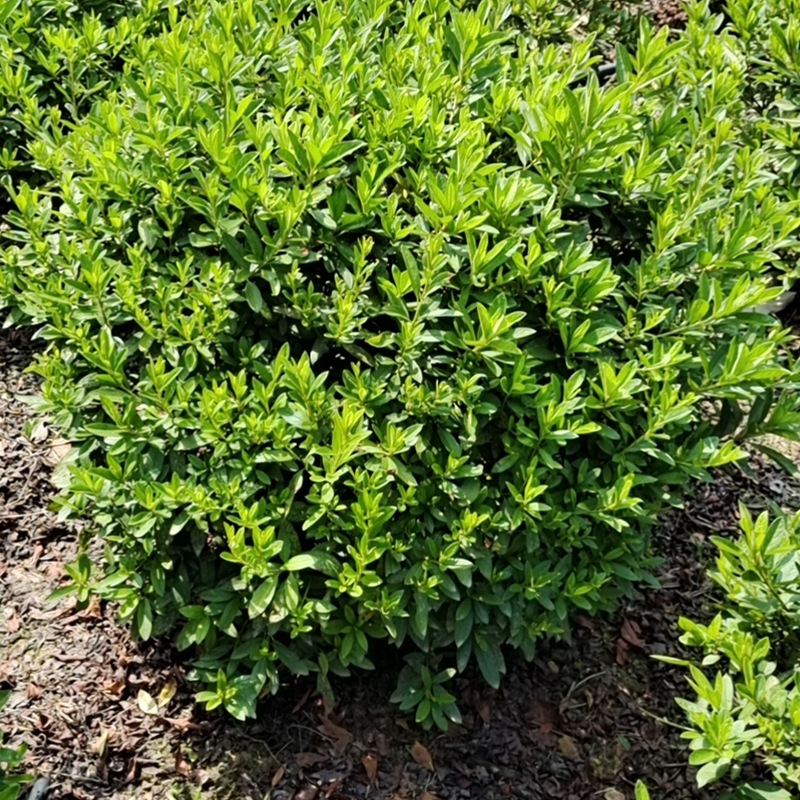 湖南精品春鹃球批发常绿叶灌丛饱满圆润易成活高质量小叶春鹃球