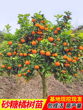 无籽沙糖橘苗橘子树砂糖橘树苗盆栽地栽桔子树苗南方果树橘子苗树