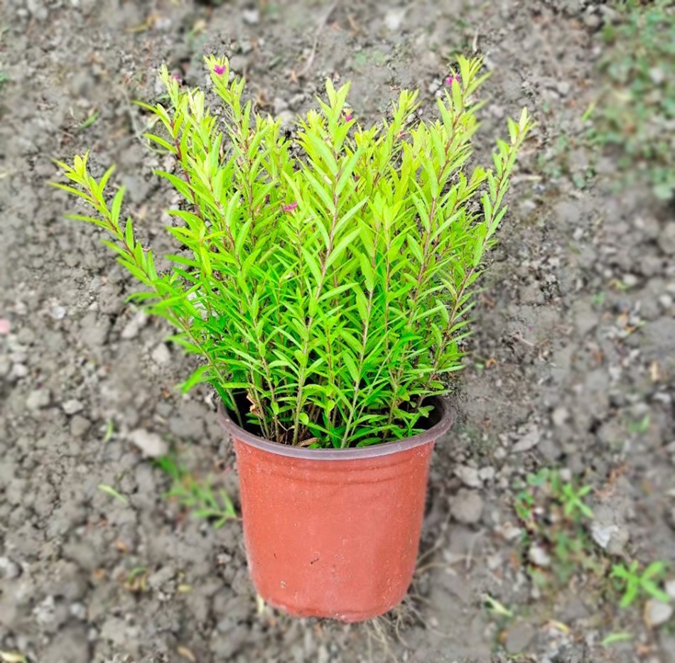 金叶满天星双色盆杯苗 萼距花 星花 四川成都园林绿化工程苗木