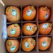 海南黄金椰子三亚特产新鲜水果黄金红椰九个装现摘带皮送开椰器