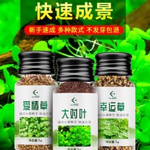 水培绿植装饰草缸鱼缸造景水草种子生态玻璃瓶真植物种籽盆栽套餐