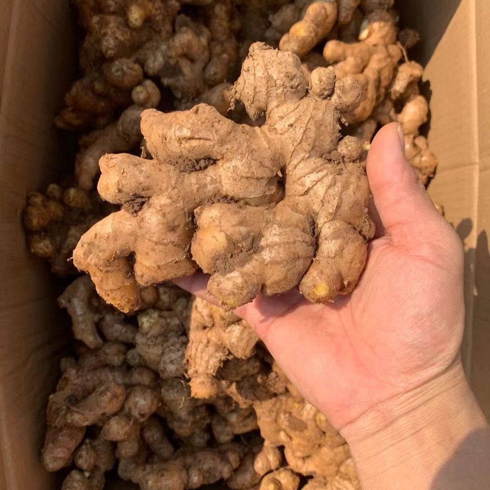 土小黄姜片 中药材批发广西大肉姜种_土姜苗_黄姜苗_生姜苗_姜种苗:1