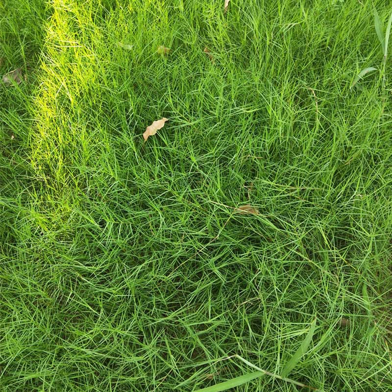 狗牙根草坪草种子籽种巴根草种籽 四季常青护坡固土草籽耐旱耐践