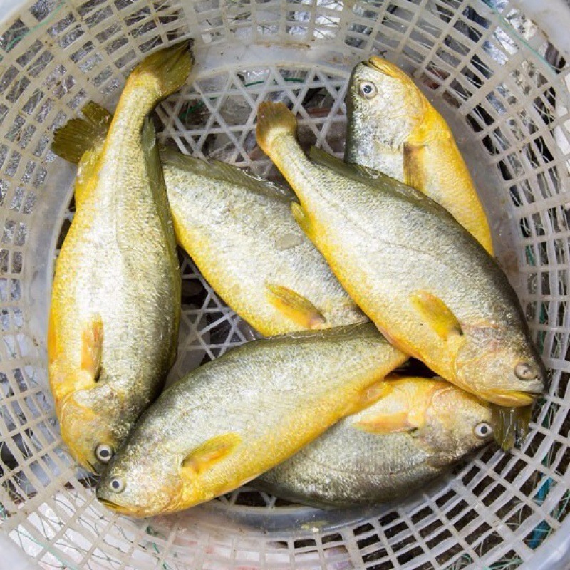 鱼大黄鱼黄花鱼新鲜海鲜鱼类水产鲜活新鲜海鱼当天新鲜黄鱼鱼类