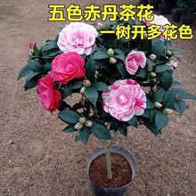 带花苞盆栽花卉山茶花苗室内重瓣茶梅好养耐活耐寒浓香型四季植物