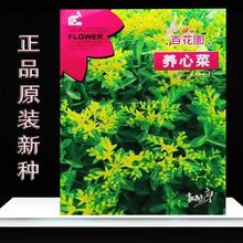 养心菜种子-菜籽四季原装可食用野菜室内盆栽保不辣