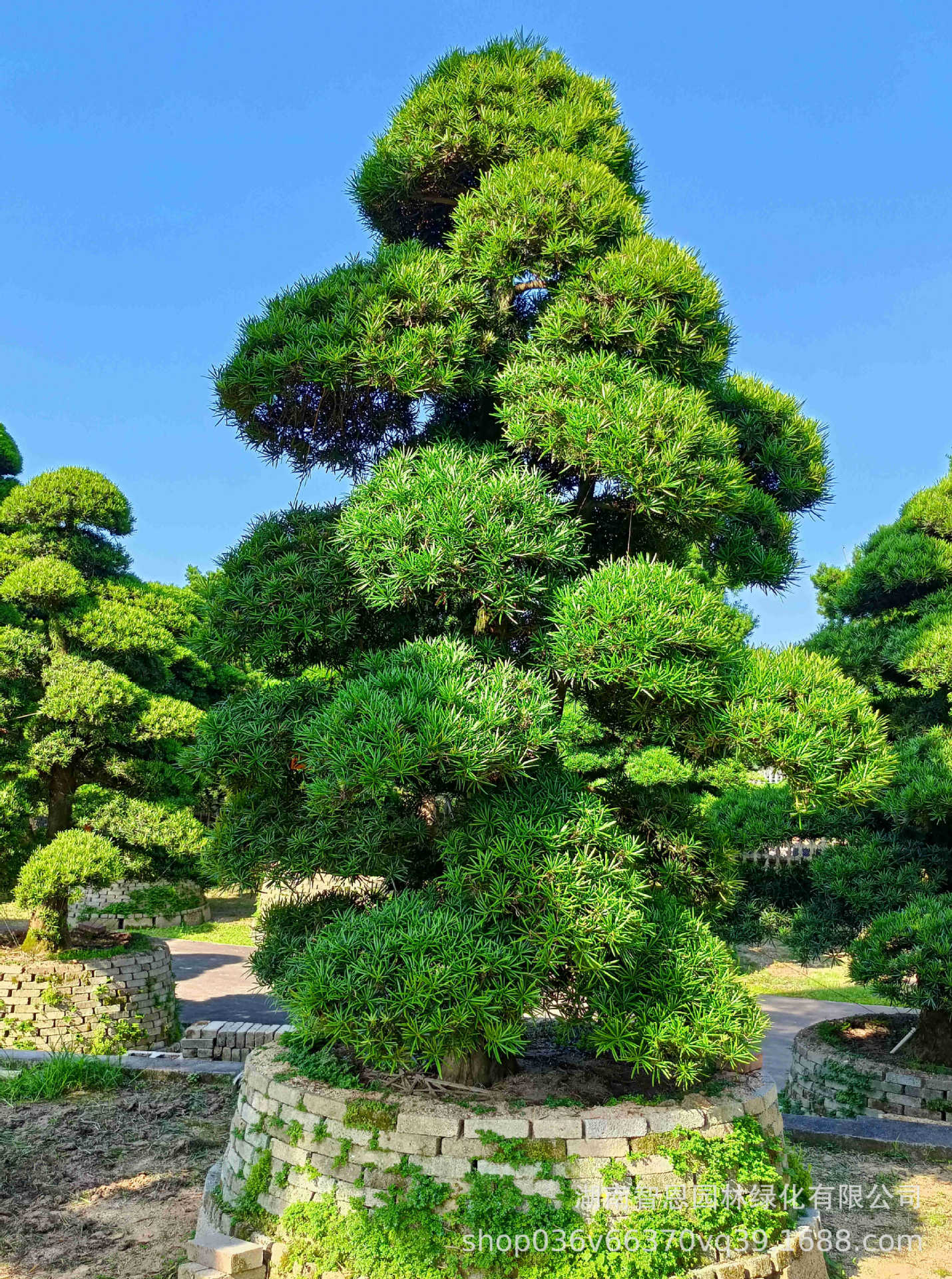 日本罗汉松 罗汉松 进口罗汉松罗汉松源头基地别墅庭院植物