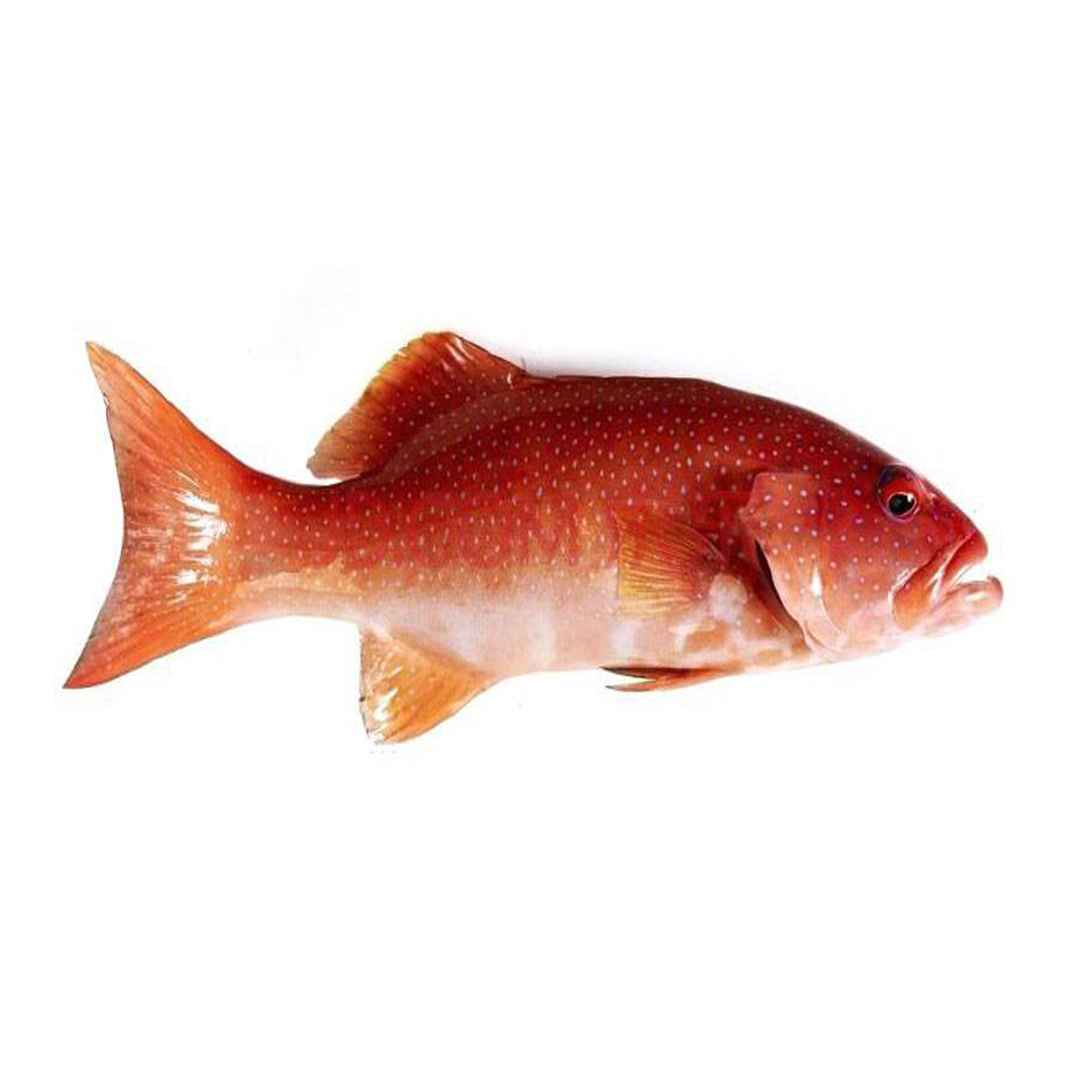 生冻鲜"东星斑" 超低温活冻鱼类 酒楼餐厅宴席食材批发1~4斤/条