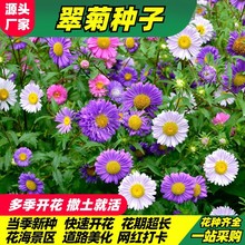 矮翠菊种子籽庭院易活花籽四季播种开花室外花种子翠菊宿根野花籽