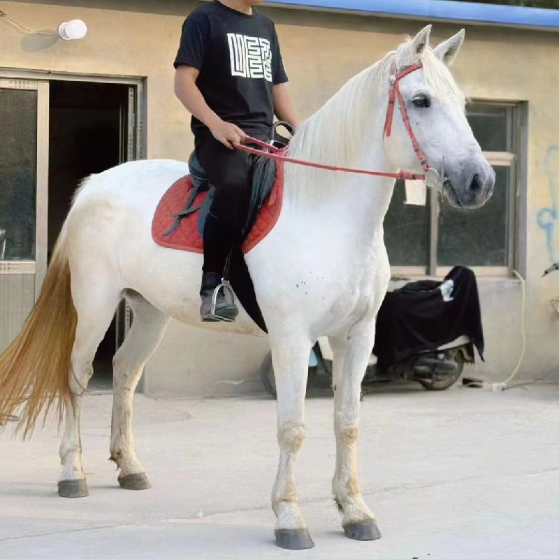 白龙马景区待客骑乘大马 湖北哪里卖伊犁马 纯血马驹 活体大马