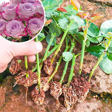 云南基地直发月季玫瑰花小苗批发艾莎卡布奇洛气场多色花卉盆栽