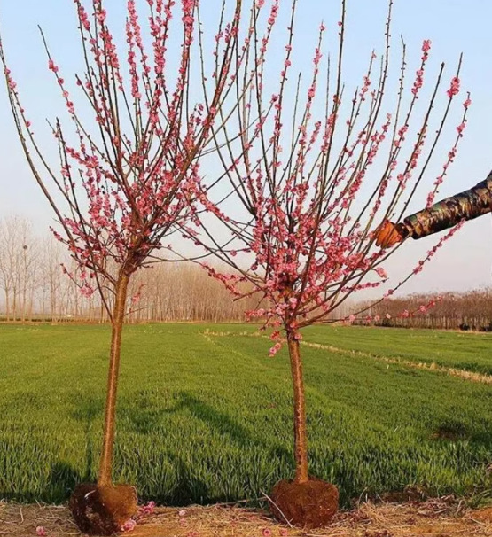 一件代发梅花盆栽老桩红梅腊梅盆景树苗花卉耐寒植物室内阳台庭院