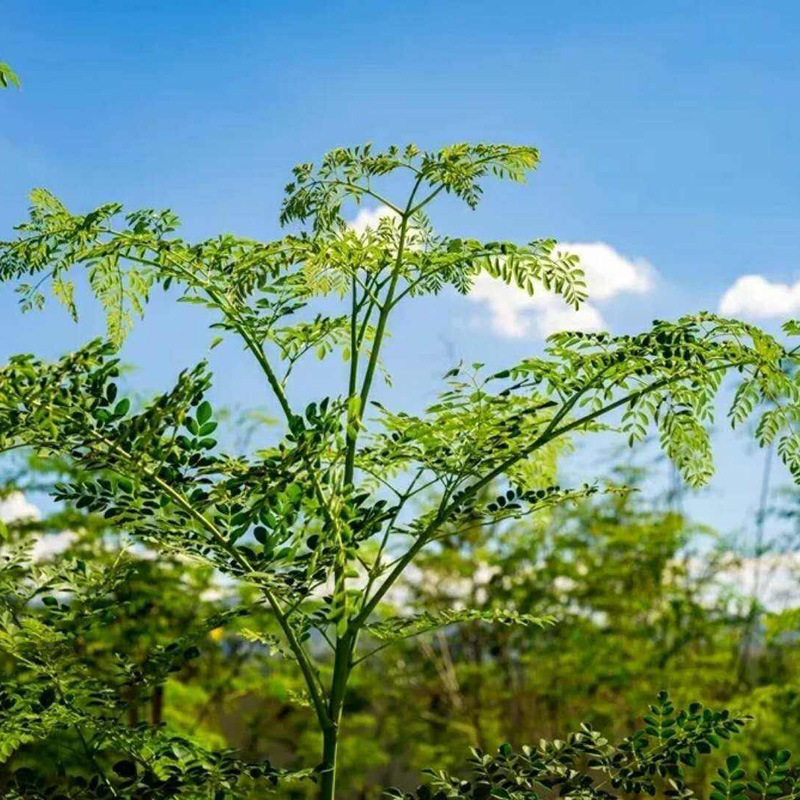 散装印度辣木种子 可食用种植辣木籽批发