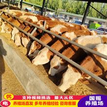 西门塔尔牛肉牛犊小牛活体3个月改良肉牛育肥成年怀孕母牛