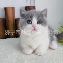 猫咪活体蓝白猫咪活体德文猫幼猫活体蓝猫幼猫活体美短虎斑猫幼猫