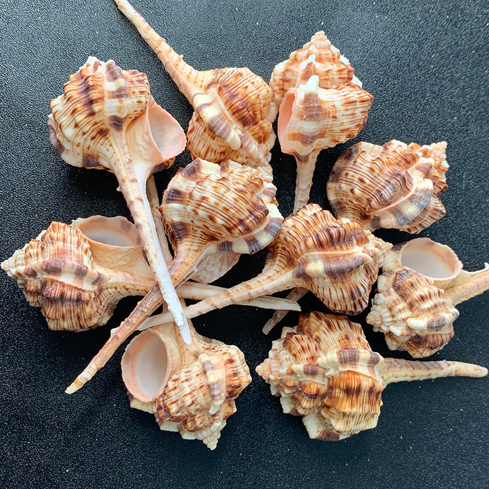 烟斗螺海螺批发海洋生物标本螺寄居蟹替换壳家居装饰工艺礼品海螺