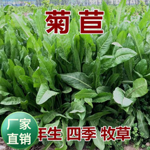 批发多年生多种牧草菊苣种子鸡鸭鹅马牛羊四季播绿色饲料草坪绿肥