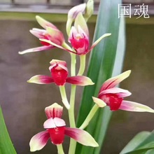 兰花苗 四季兰  建兰  国魂 浓香型花卉室内绿植盆栽花卉兰花花苗