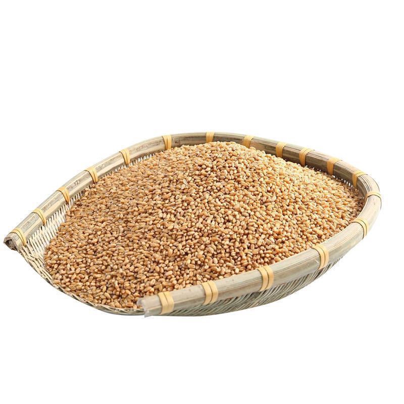 鸽粮批发年农家小麦粒草榨汁小麦钓鱼饵鸡鸭鹅鸟饲料干麦粒斤