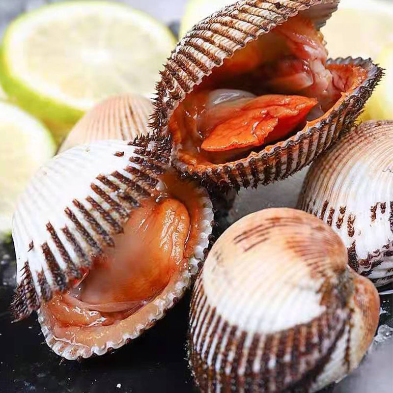 5斤包邮毛蛤蜊鲜活发货海鲜海捕鲜活蛤蜊毛蚶毛蛤水产血蛤水产