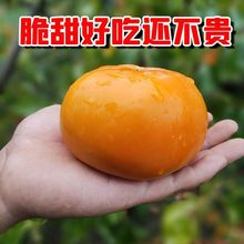 脆柿子 广西恭城硬黄巧克力甜月柿超大特大果新鲜现摘应季整箱