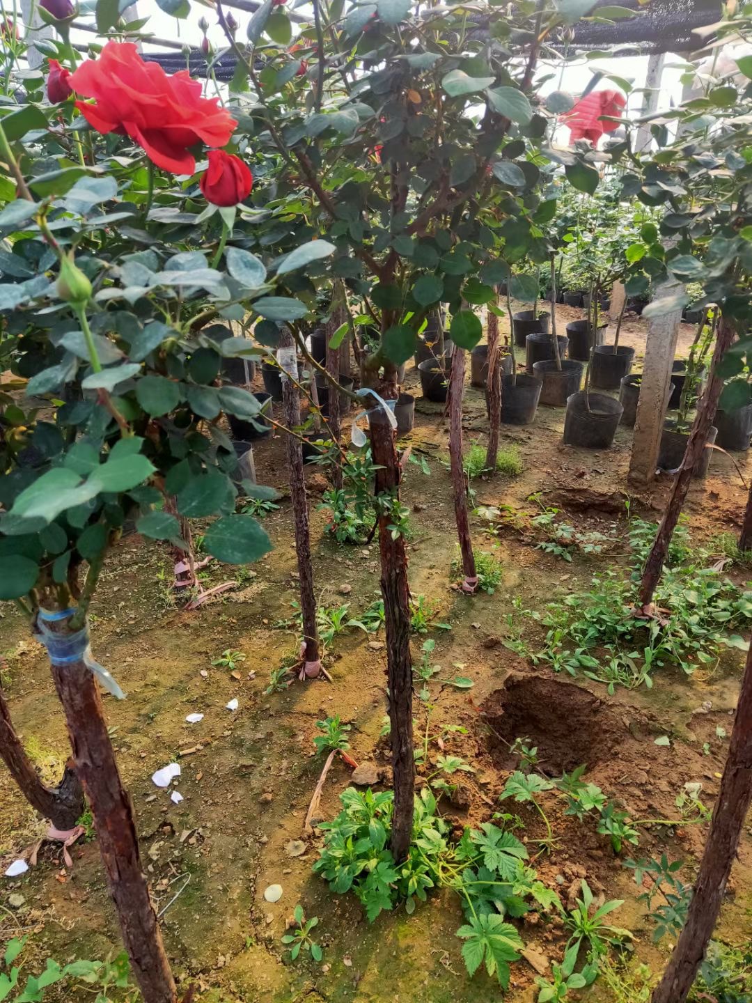月季树嫁接树状月季大花树桩月季苗别墅庭院绿化树盆景四季开花