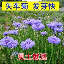 批发批发矢车菊花种四季易种活蓝色矢车菊种子室外庭院绿化花卉种