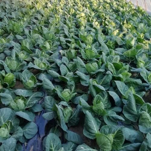 云南农家牛心包菜新鲜牛心莲花白手撕尖尖卷心菜鸡心白菜甘蓝蔬菜