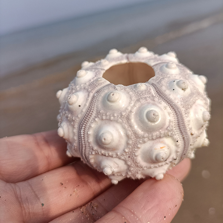 天然贝壳海螺鱼缸天然饰品白色凤梨海胆壳标本精品手工厂家直供