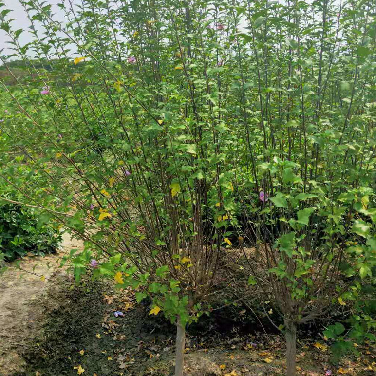 木槿丛生花石榴腊梅紫薇夹竹桃行道高速绿化基地大量