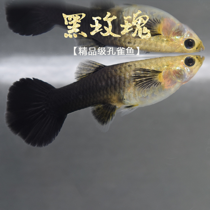 黑玫瑰 胎生观赏鱼黑尾礼服黑金刚木炭黑玫瑰孔雀鱼活体