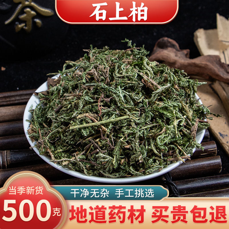 【精选货】石上柏中药材 500克地侧柏梭罗草地梭罗金龙草深绿卷柏