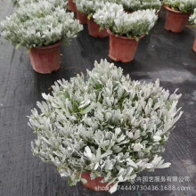 芙蓉菊观叶植物盆栽客厅阳台办公室桌面盆栽园林花园庭院观赏绿植