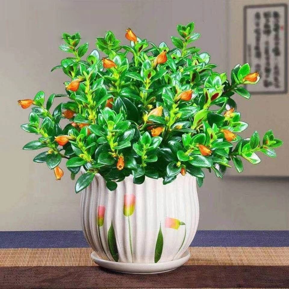 【聚财金鱼】金鱼花吊兰室内好养花卉盆栽四季开花耐寒吸甲醛绿植
