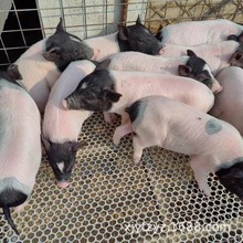 纯种巴马小香猪 适合家养宠物猪 小香猪活体 巴马香猪繁殖母猪