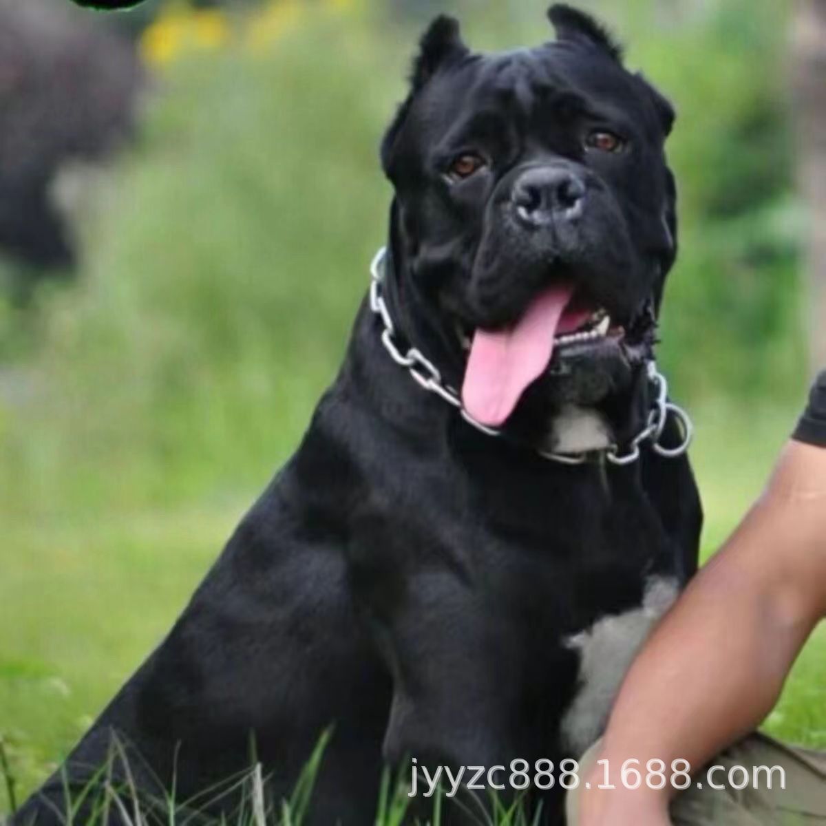 卡斯罗幼犬活体狗狗小狗卡斯罗护卫犬大型猛犬工作犬铁面卡斯罗狗