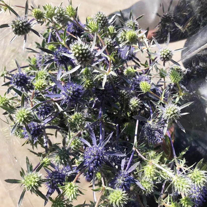 情人果 昆明呈贡情人果鲜切花斗南基地批发