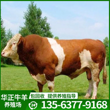 西门塔尔肉牛品种 安格斯牛和西门塔尔 西门塔尔牛牛犊价格