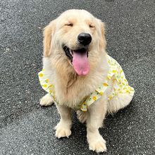 大型狗衣服狗狗夏天衣服狗狗裙子金毛边牧中大型犬宠物衣服