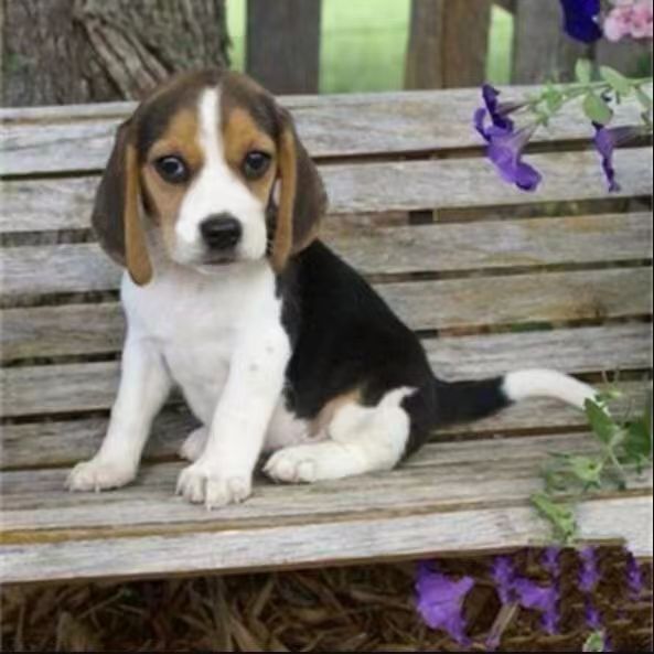 纯种比格犬幼犬纯种活体出售批发猎兔犬大耳朵比格小型犬宠物狗