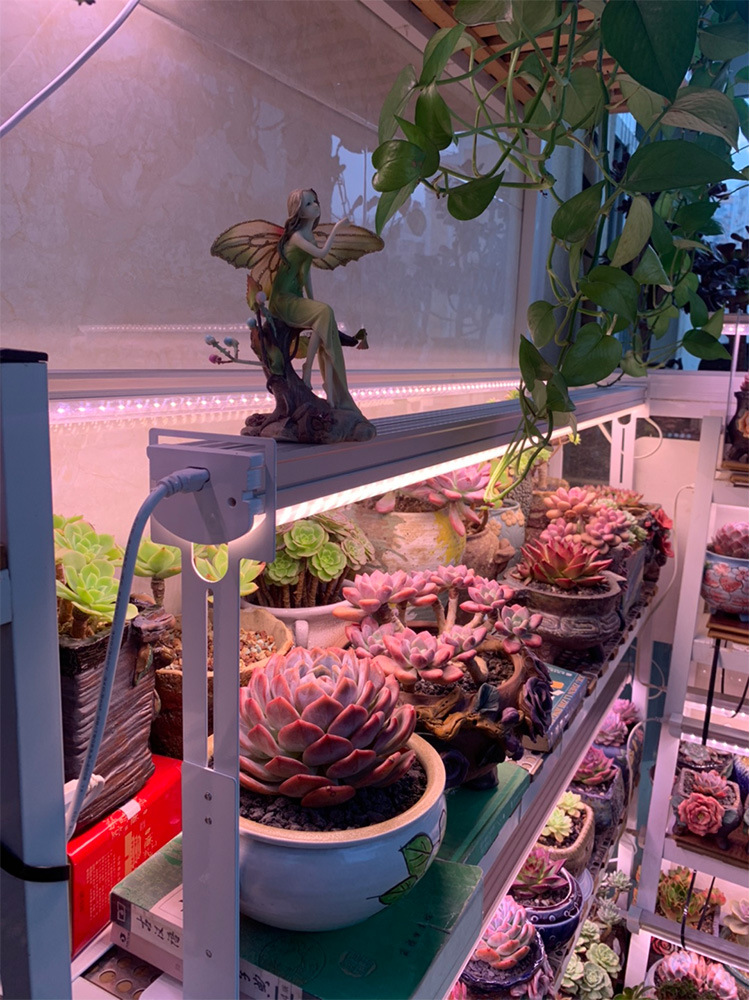 上海补光灯植物-上海补光灯植物厂家,品牌,图片,热帖-阿里巴巴