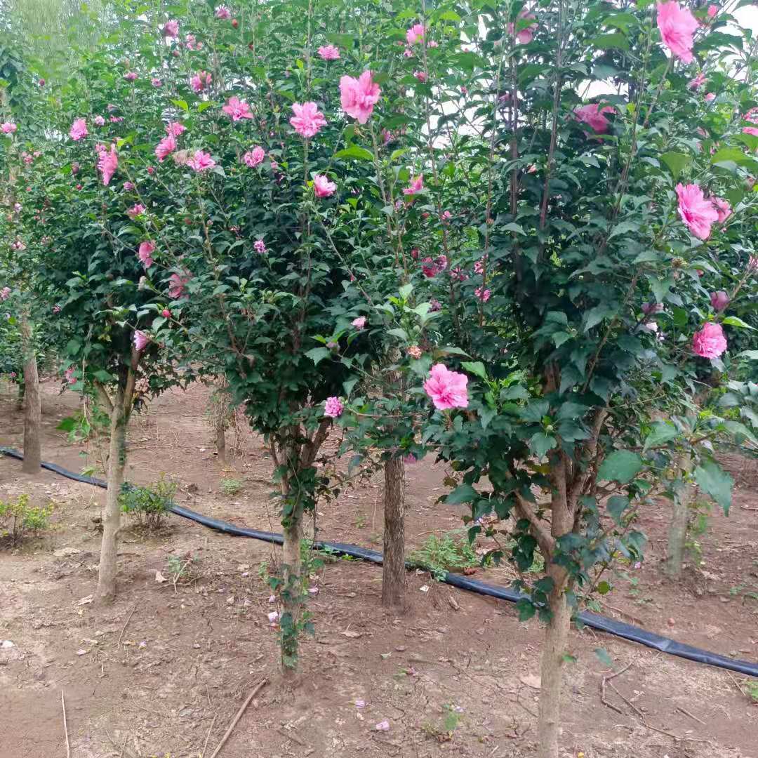 木槿花树苗花卉独杆地栽草本趣味容易带土庭院室外阳台春季裸根