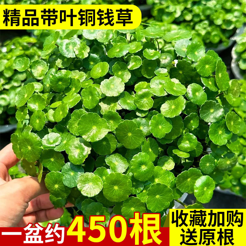 铜钱草水培植物客厅小绿植室内盆栽四季好养花卉水养大叶金钱草籽