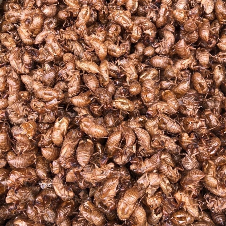 中药材蝉蜕100个包邮蝉衣金蝉知了壳爬了狗虫蜕天然绿色优质原生