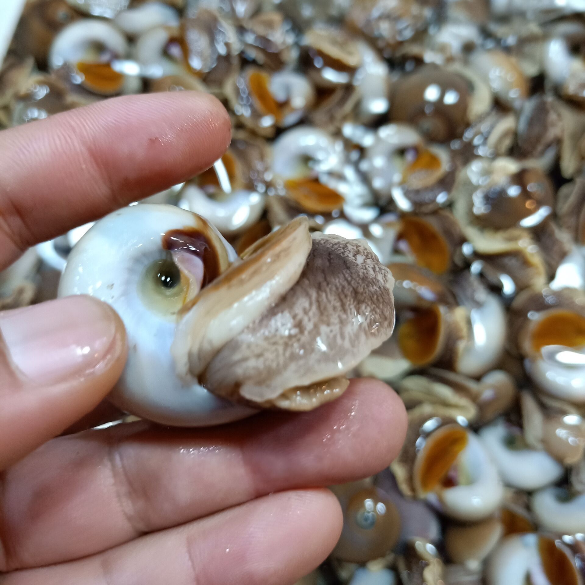 批发水产贝类冷冻玉螺香螺海鲜自助餐麻辣爆炒花螺海螺吐沙猫眼螺