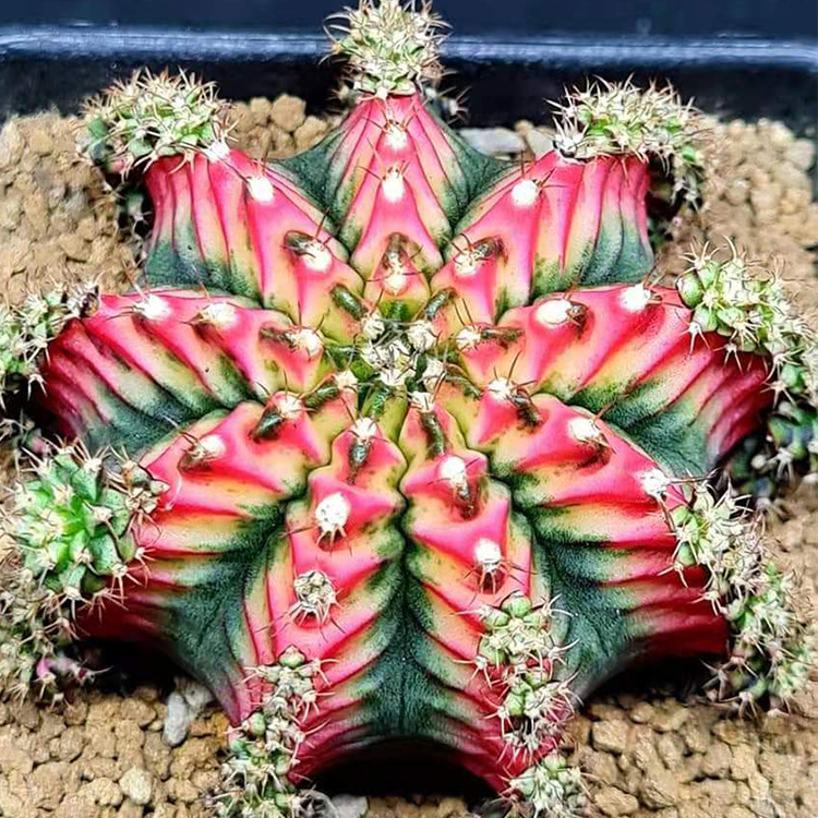 花蝴碟肋骨牡丹锦精品仙人球绯牡丹锦一物一拍基地实图拍摄可自选